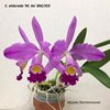 C. eldorado M. Ito BM JOS